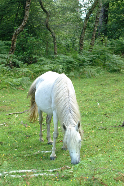 hevonen.jpg